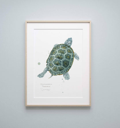 Diamondback terrapin watercolor print, alternate view