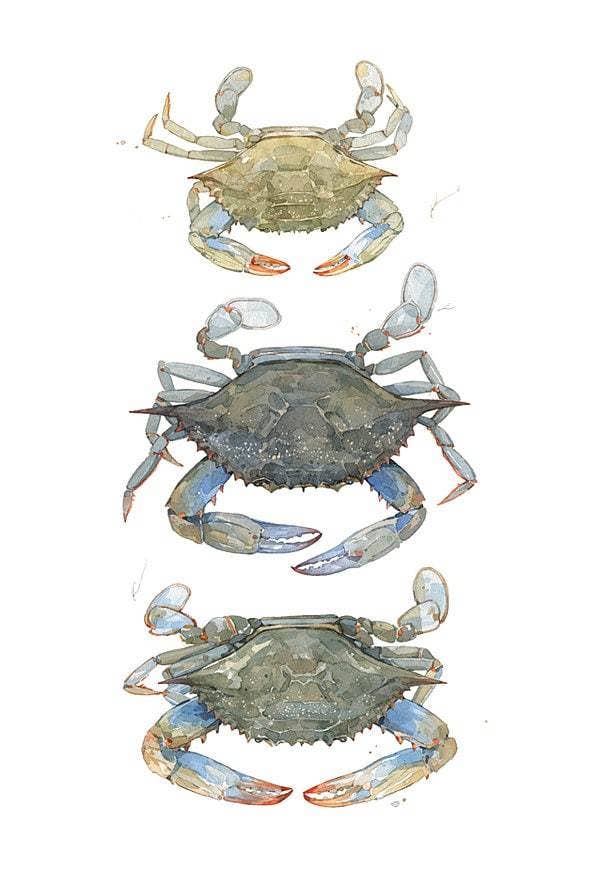 Blue Crabs Watercolor Painting Print: 8x10 (11x14 mat)