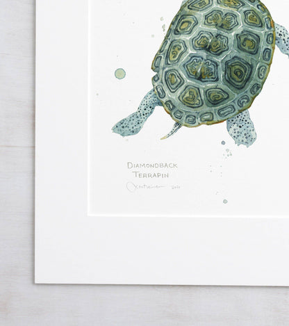 Diamondback terrapin watercolor print, alternate view