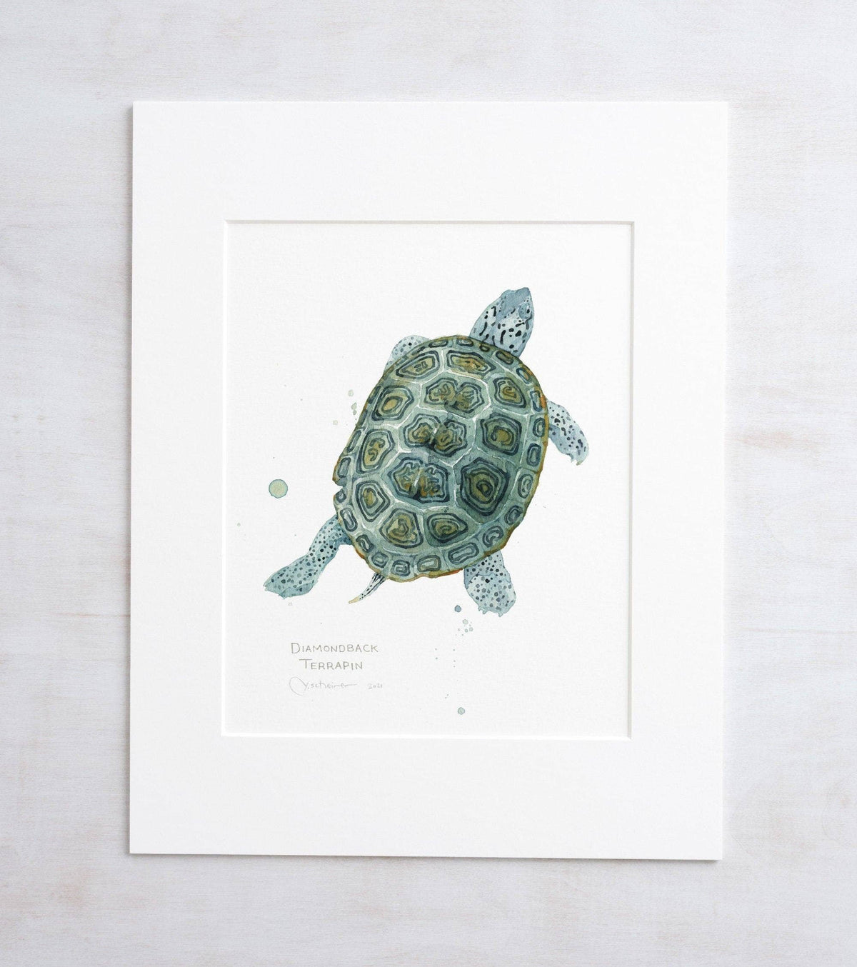 Watercolor print of a diamondback terrapin