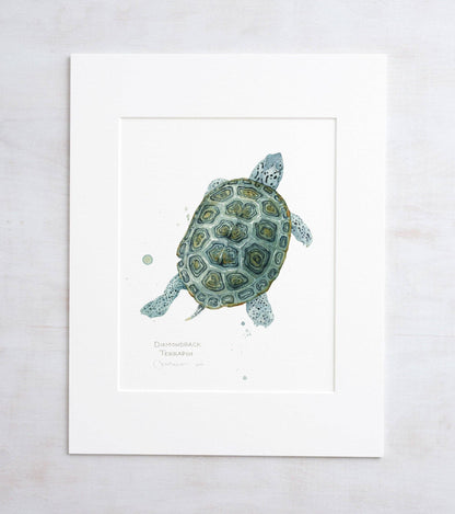 Watercolor print of a diamondback terrapin